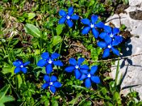 16 Blumen auf der Kampenwand